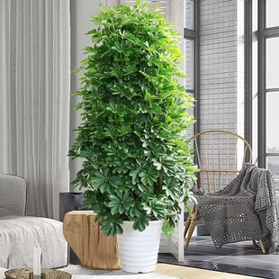 鸭脚木七叶莲丛生造型植物