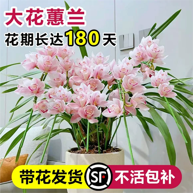 精品大花蕙兰绿植室内盆栽带花苞花剑兰花春节年宵花卉客厅植物