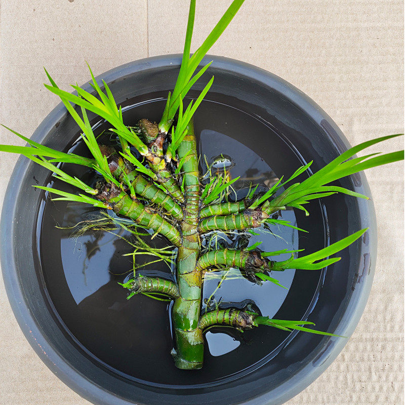 菖蒲水生植物花卉绿植水培微景观阳台龟缸水养盆栽盆景庭院绿植