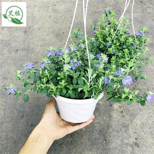 开花吊兰花苗庭院垂吊植物 新品 蓝星花带花苞盆栽室外阳台窗台四季