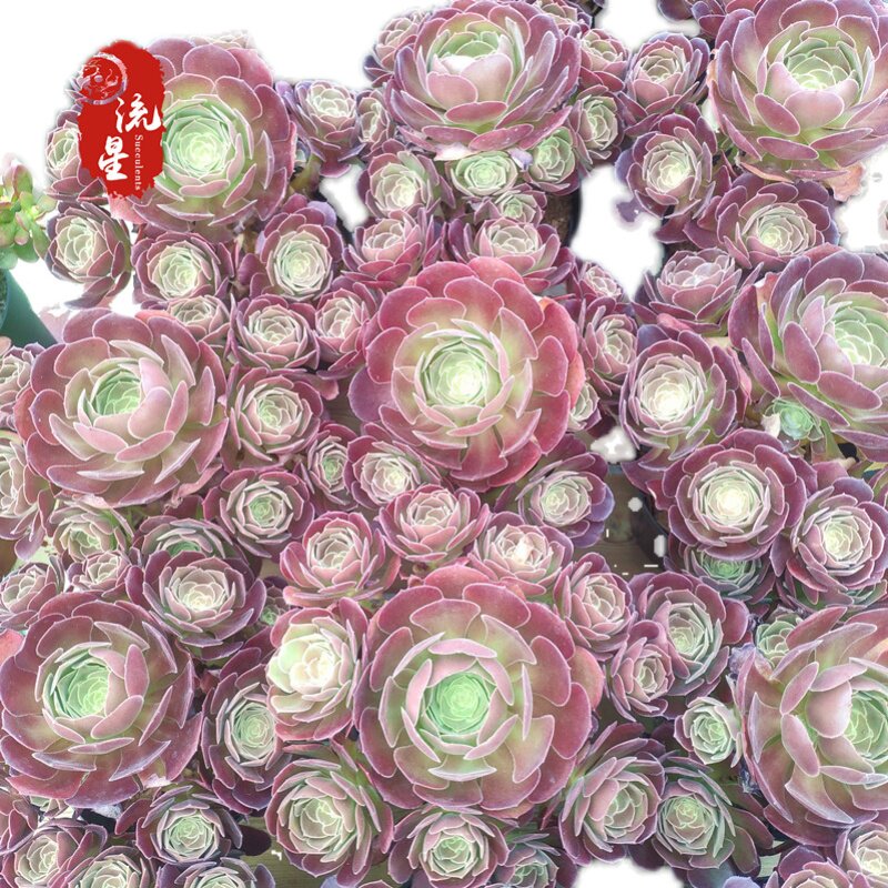 荷兰玫瑰法师 老桩手捧花多头红色圆叶花卉盆栽云南昆明基地直销