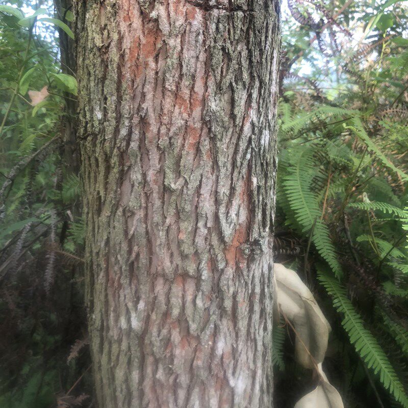 速发天然新鲜药用桉树皮 大叶桉树 原中药材桉树 新鲜品 1件500克