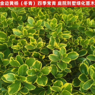 常青耐寒好养篱笆植物金边冬青苗 金边黄杨苗庭院绿化苗木球苗四季