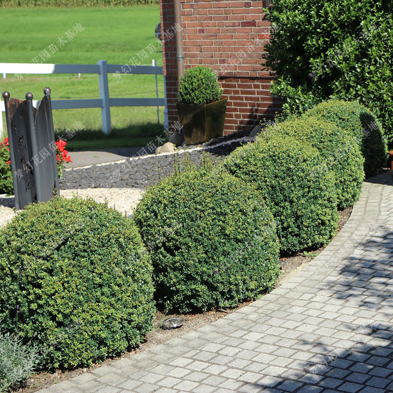 龟甲冬青苗青甲冬青龟型植物四季常e青庭院绿化绿篱笆龟甲冬球树