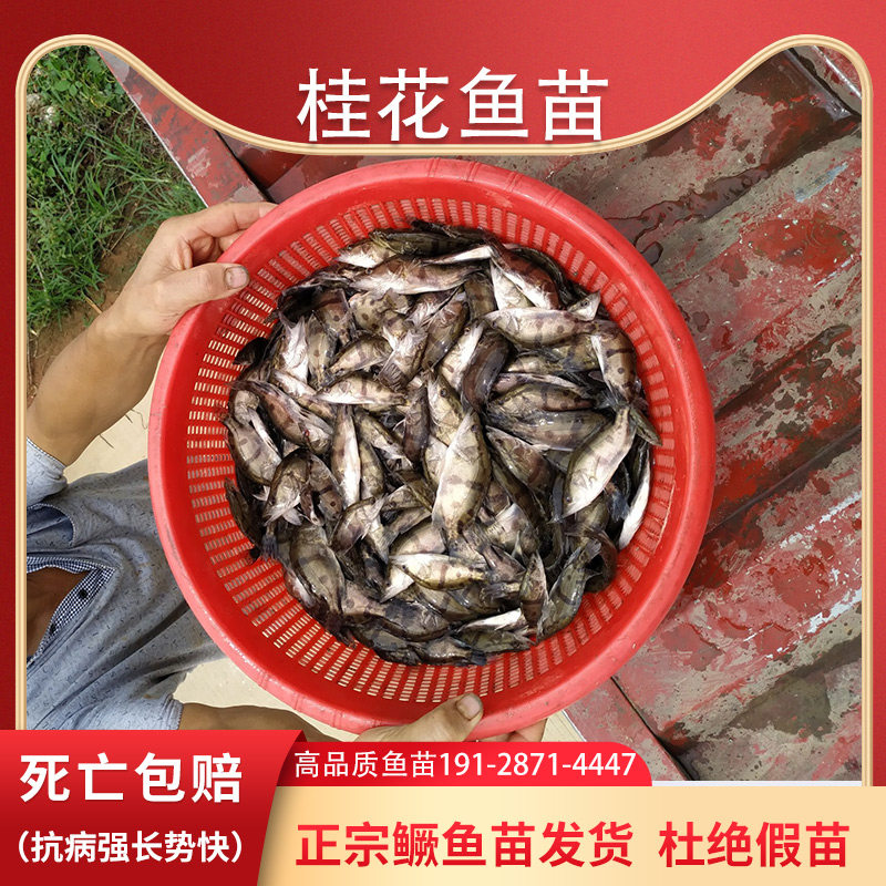 速发鳜鱼苗桂鱼苗桂花鱼淡水养殖食用大规格翘嘴贵鱼路亚凶猛鱼苗