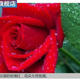 速发正宗大朵刺玫瑰花苗盆栽特大花浓香带花苞月S季戴安娜黄黑食