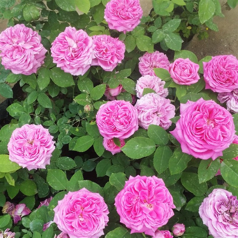 现货无刺特大花朵藤本浓香u月季花苗盆栽西枝牡丹四季爬藤蔷薇花