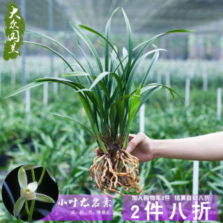 急速发货兰花盆栽植物名贵小叶龙岩素建兰浓香带花苞兰草四季大众