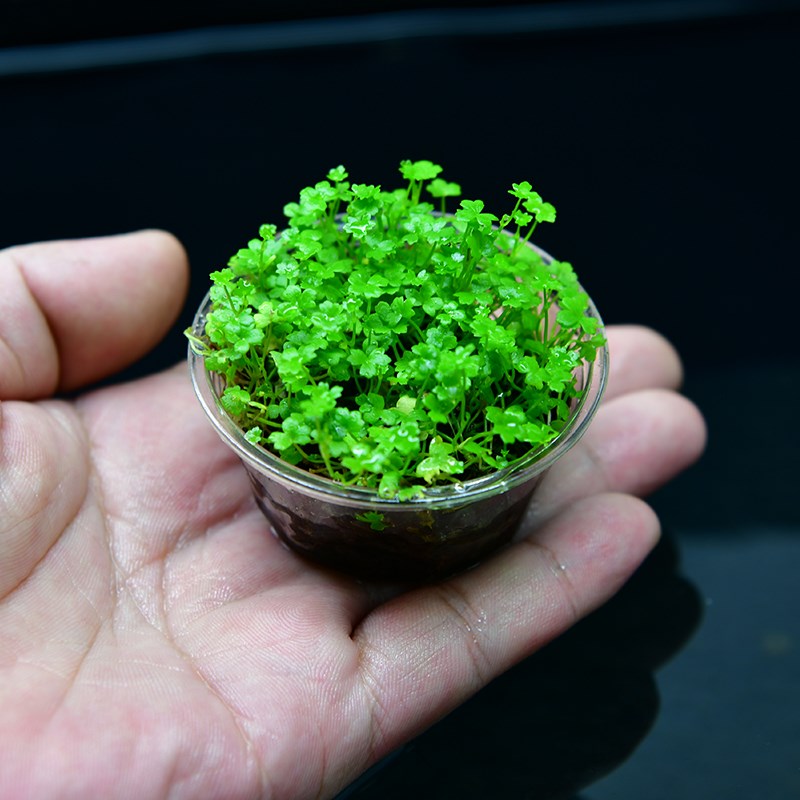 天湖荽鱼缸造景天胡葵前景草阴C性真水草坪淡水爬地有茎类植物