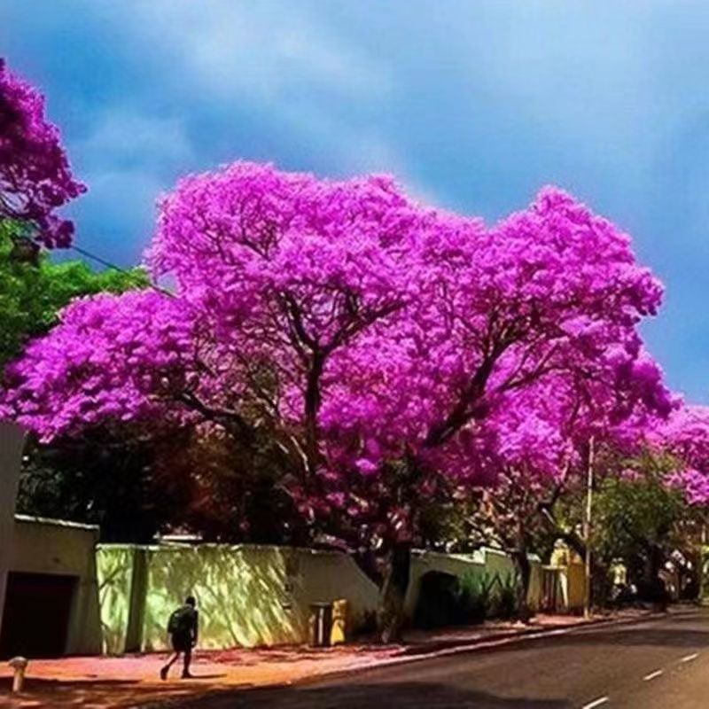 珍稀名贵苗木蓝花楹树苗q 蓝雾树凤凰木红花楹苗庭院街道风景花木