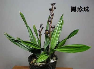 墨带矮种珍品黑铭珠兰花盆兰花苗荷瓣浓香花