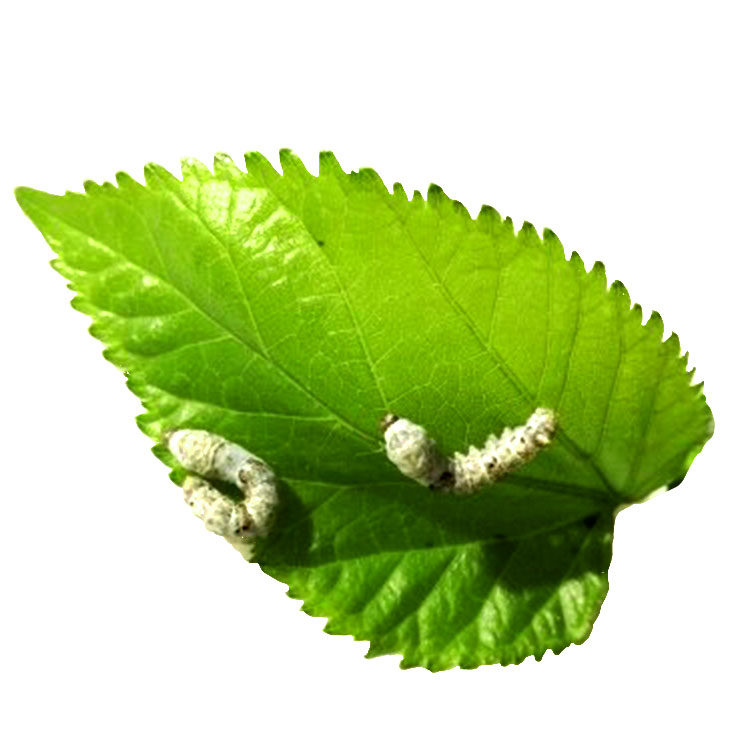 厂家蚕宝宝活体幼虫活物春蚕儿童学生养蚕套装小蚕1龄24龄送新鲜