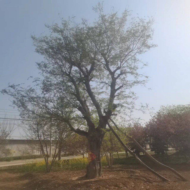 供应绿化苗木、大规格乔木(皂角)  移植成活大规格乔木皂角树