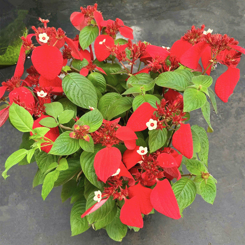 网红粉叶金花粉纸扇白玉金花带花苞庭院楼顶耐热四季开花植物木本