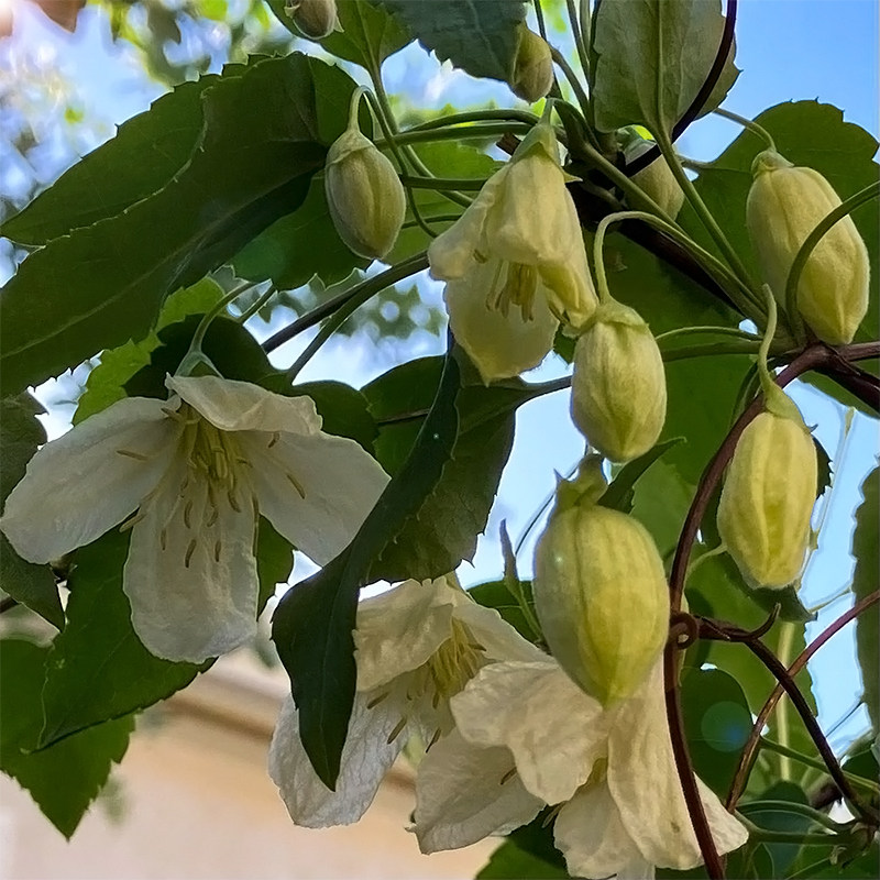 伟伟园艺 铁线莲铃儿响叮当 常绿冬季开花型 夏季会黄叶 攀援植物