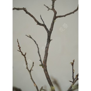 花曌 松萝枝干支干树枝诧v寂风造景客厅书桌面装饰枯枝家居瓶插花