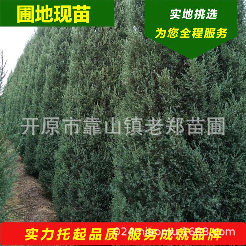 现苗塔柏树苗沈阳塔柏园区绿w化行道树东北塔柏造型树蜀桧常绿乔
