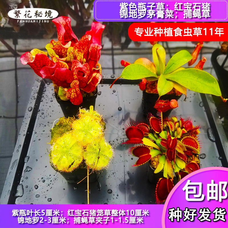 多种食虫植物组合套餐【套装捕蝇草猪笼草L茅膏菜狸藻土瓶捕虫堇