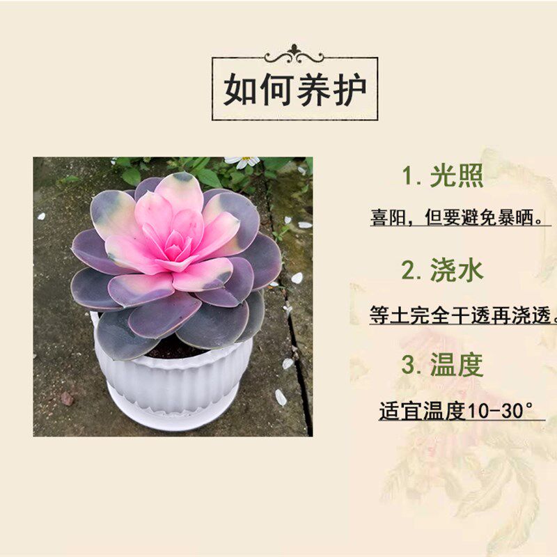 彩心莲多肉植物盆栽室内阳台绿植花卉四季好养易活多肉懒人花