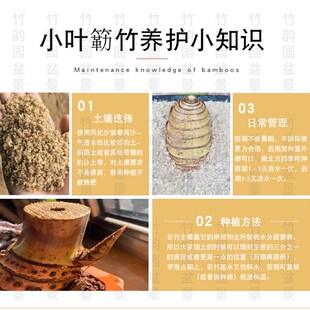 小叶簕竹盆景绿植盆栽勒竹生桩造型熟桩室内办公室庭院阳台花卉