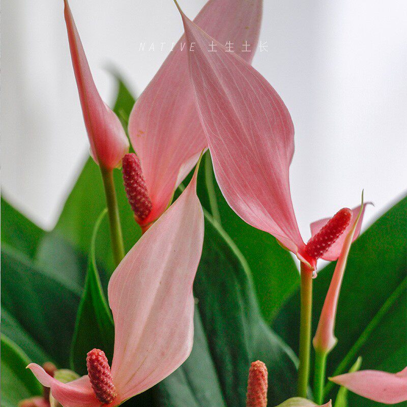 土生土长 进口粉掌莉莉花卉盆栽带花室内办公桌面植物红掌净化空