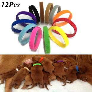 Collars Pets Puppy 极速12 Adjustabl Set Identify Newborn Pcs