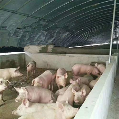 现货高端2023新款养殖大棚黑白膜隔热膜降温N反光茂金属新料食用