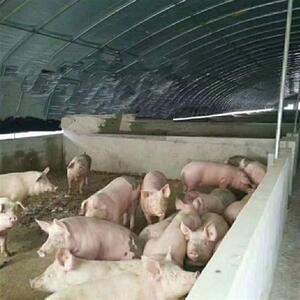 现货高端2023新款养殖大棚黑白膜隔热膜降温N反光茂金属新料食用