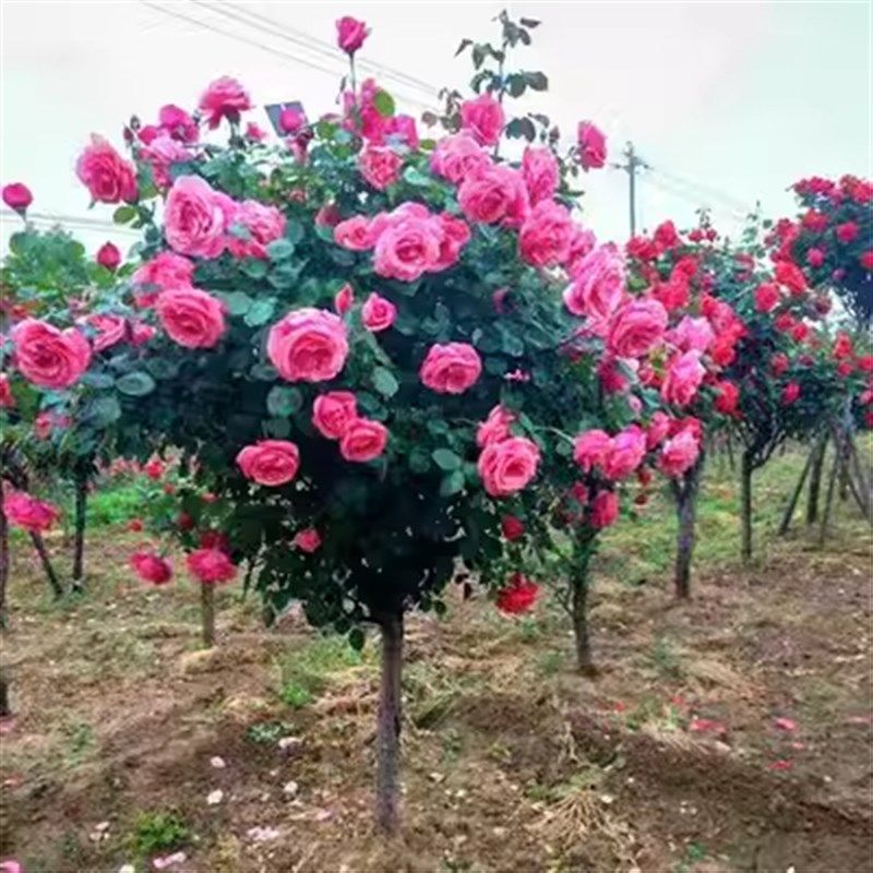 果汁阳台棒棒糖树状月季花苗玫瑰大花浓香型植物别墅庭院盆景四季,鲜花速递/花卉仿真/绿植园艺,月季/蔷薇/玫瑰,淘宝优惠券,粉丝福利购,淘宝优惠卷