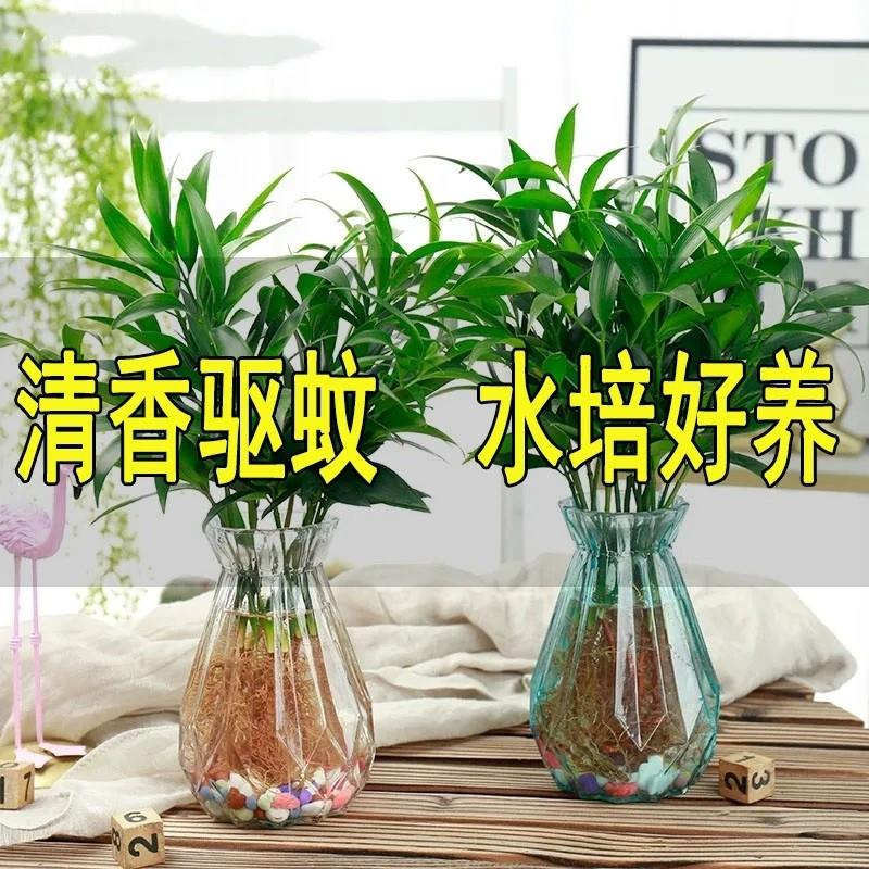 去蚊子植物水培竹柏驱蚊适合水培的花室内办公室桌面绿植容易养活