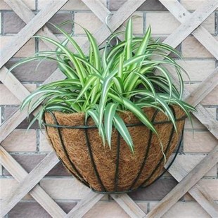 园艺墙面式 经济型 花蓝金属种植悬挂钩室外绿萝兰铁艺盆加厚墙新款