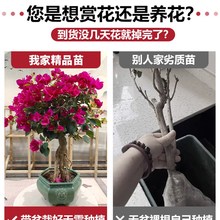 三角梅盆栽带花发货樟红樱绿樱老桩小苗四季开花卉室内外爬藤植物
