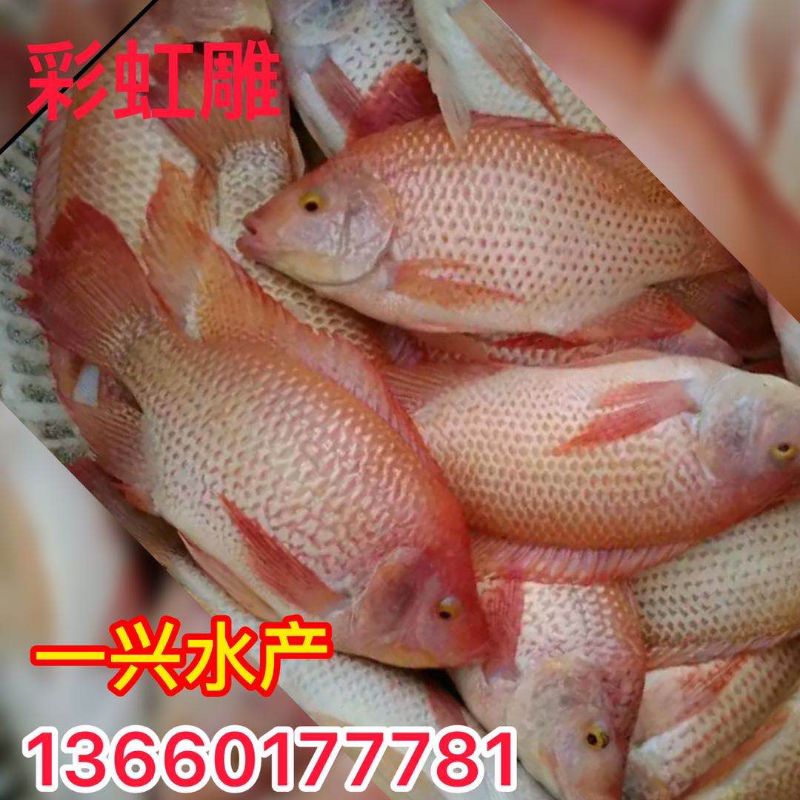 速发红罗非鱼苗 彩虹鲷鱼苗 红非洲鲫鱼苗 黑罗非 非洲鲫鱼 活体