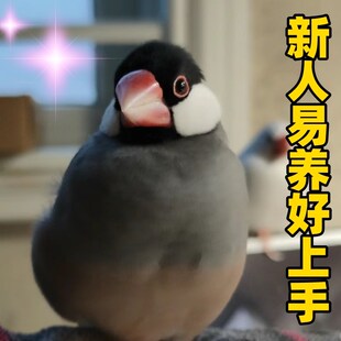 白文鸟灰文鸟珍珠鸟灰白珍珠鸟宠物鸟 观赏鸟 活物送粮可手养一对