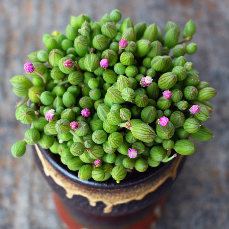 京童子西瓜纹佛珠多肉植s物稀有品种室内阳台盆栽花卉防辐射绿植