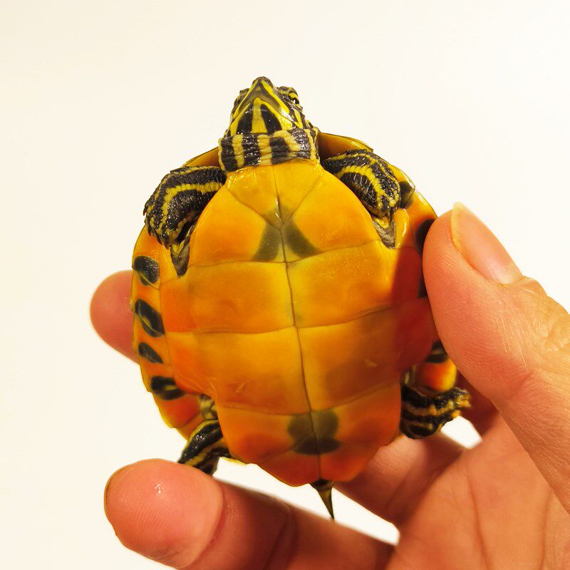 速发红腹火焰龟观赏龟深水龟鱼缸混养小宠物学生好养适合家养乌龟