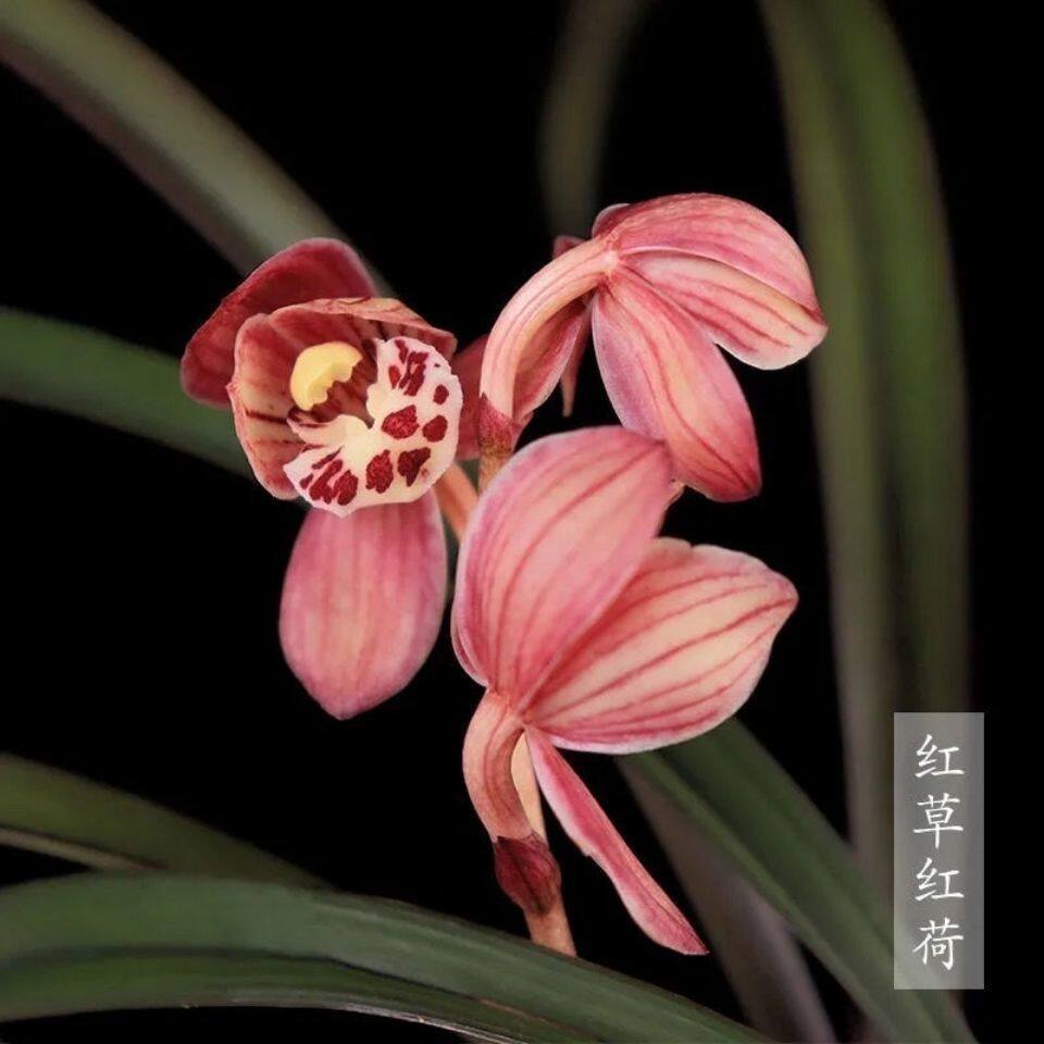 建兰红草红荷室内盆栽兰花t原盆基地直发