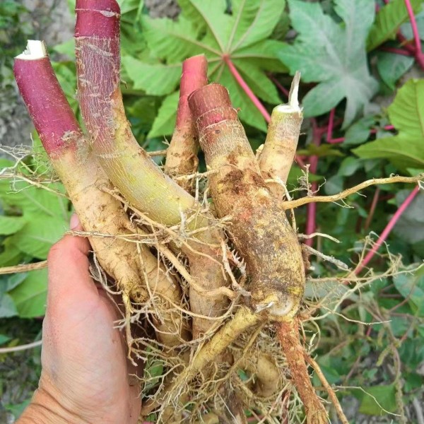 推荐深山红蓖麻根 红梗蓖麻根 红蓖麻根  新鲜蓖麻根  纯根发货50