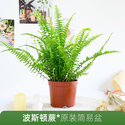 狐尾天门冬盆f栽小苗庭s院阳台花卉植物四季常青趣味绿植九尾狐好-封面