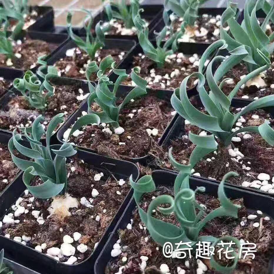 保真速发睡布袋多肉植物块根红花断崖F女王龟甲龙火星人  块根紫