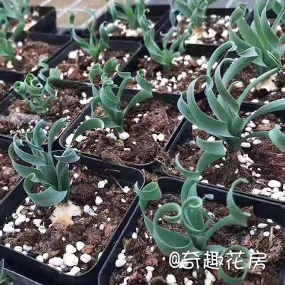 保真速发睡布袋多肉植物块根红花断崖F女王龟甲龙火星人  块根紫