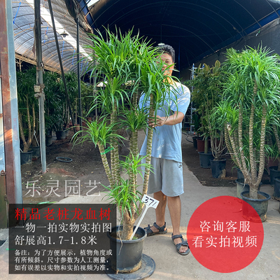 老桩龙血树龙须树三头五头多头多叉分枝室内大气高大大.型绿植盆