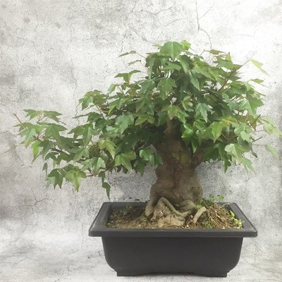 小叶红芽三角枫树桩枫树盆景 已长叶子 带土球发货