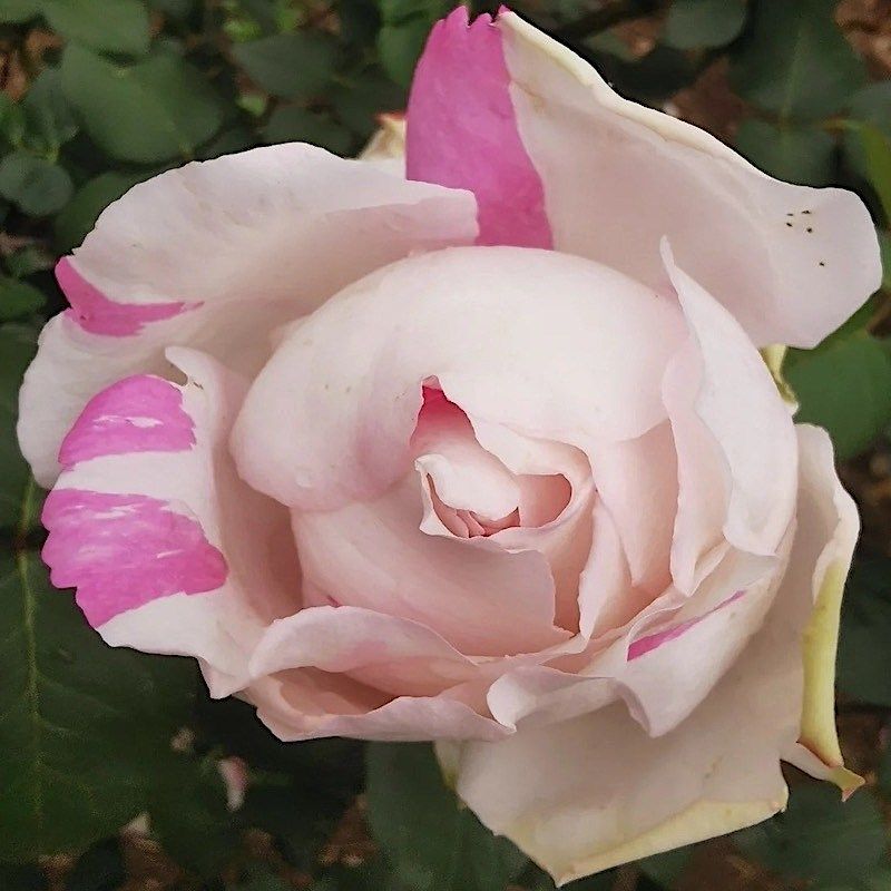 伊芙大理石冻糕阳台盆栽月季庭院地栽耐寒耐旱抗病勤花切花玫瑰