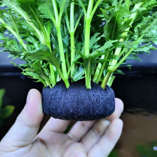 水罗兰坨草鱼缸造景真水草带坨植物阴性新手懒人好养入门净水增氧