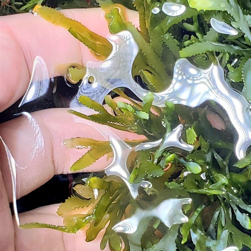 海缸造景海藻类大红色鹿角藻耐白化易养活海水草装饰红藻葡萄藻