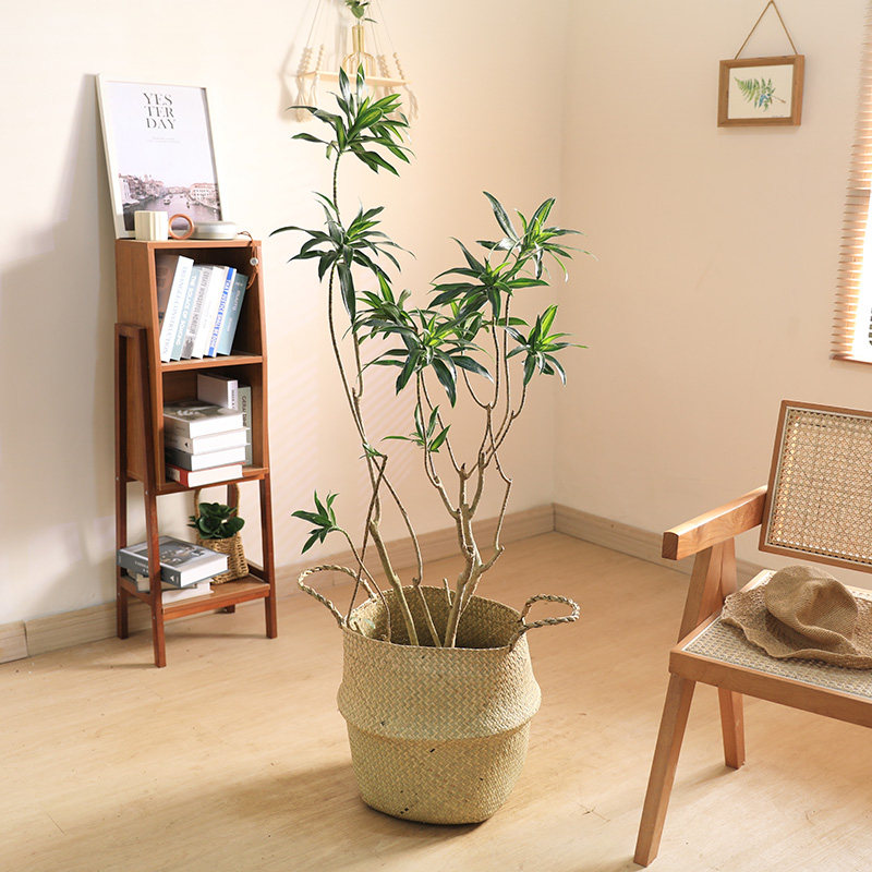 双木林金心百合竹老桩简约造型好养室内大型客厅绿植轻奢阳台植物