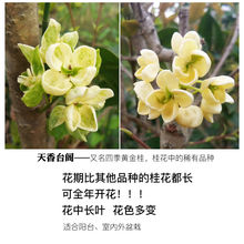 桂花金桂易存活矮桩树苗开花浓香花卉盆栽景室内外阳窗.台客厅绿