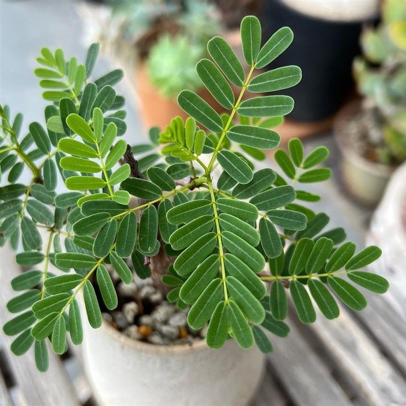 沙漠苏木 senna meriduionalis 块根 多肉植物绿植盆栽 一物一拍