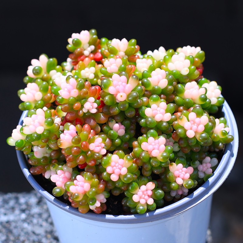 工厂销彩色浆果盆j栽绿植花卉多肉多肉植物组合室内植物含盆土栽